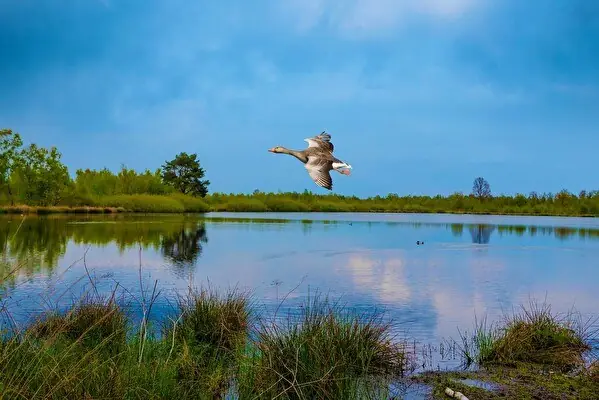 Nationaal Park De Maasduinen Noord-Limburg
